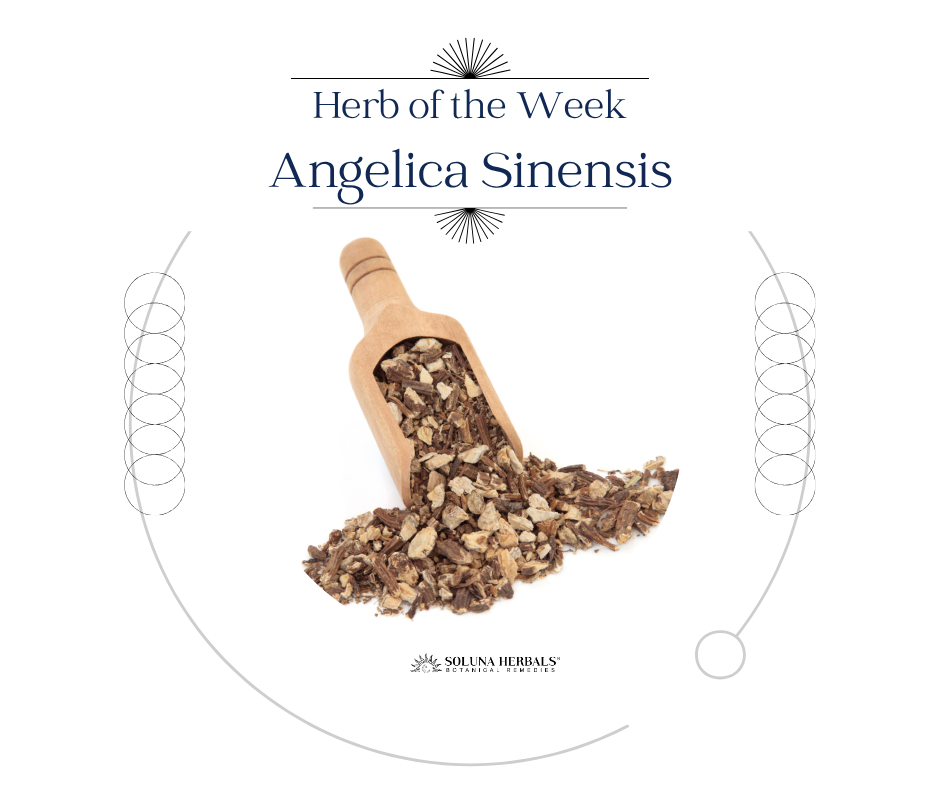 Herb of the Week: Angelica Sinensis