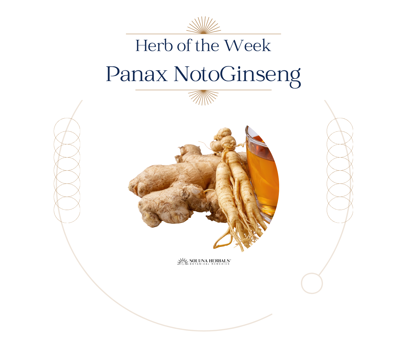 Herb of the Week: Panax Notoginseng